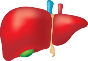 Liver Organ