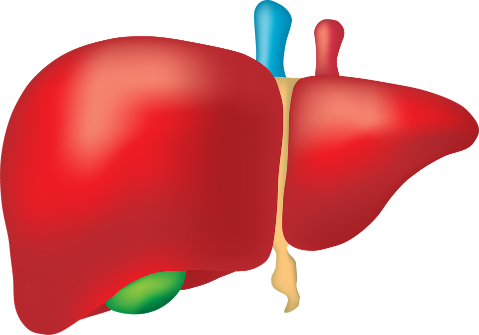 Liver Organ